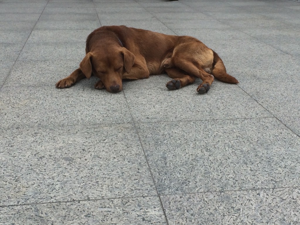 Taitung has a lot of stray dogs