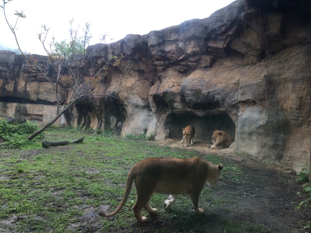 Lions - there were four total. One male and three female