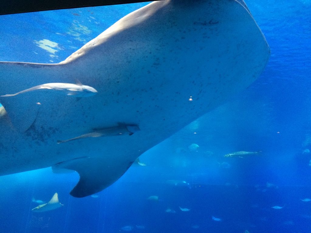 Underneath one of the whale sharks