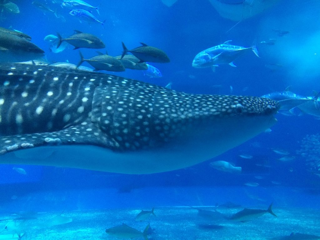 Close up on the whale shark