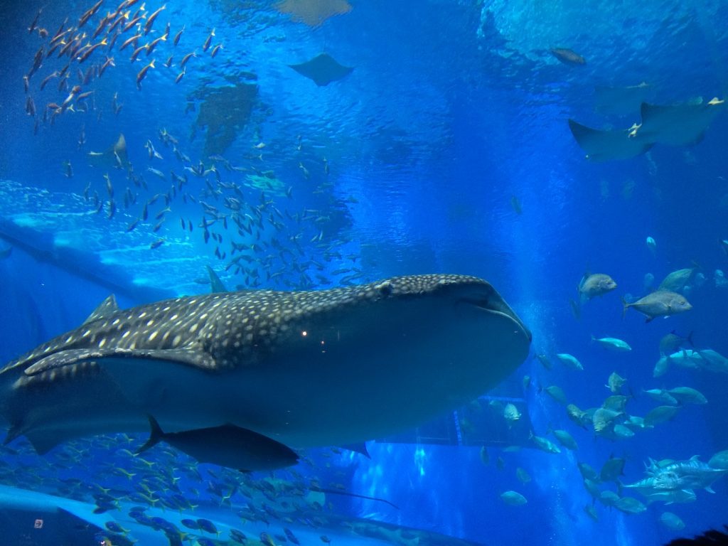 Whale shark with its mouth open