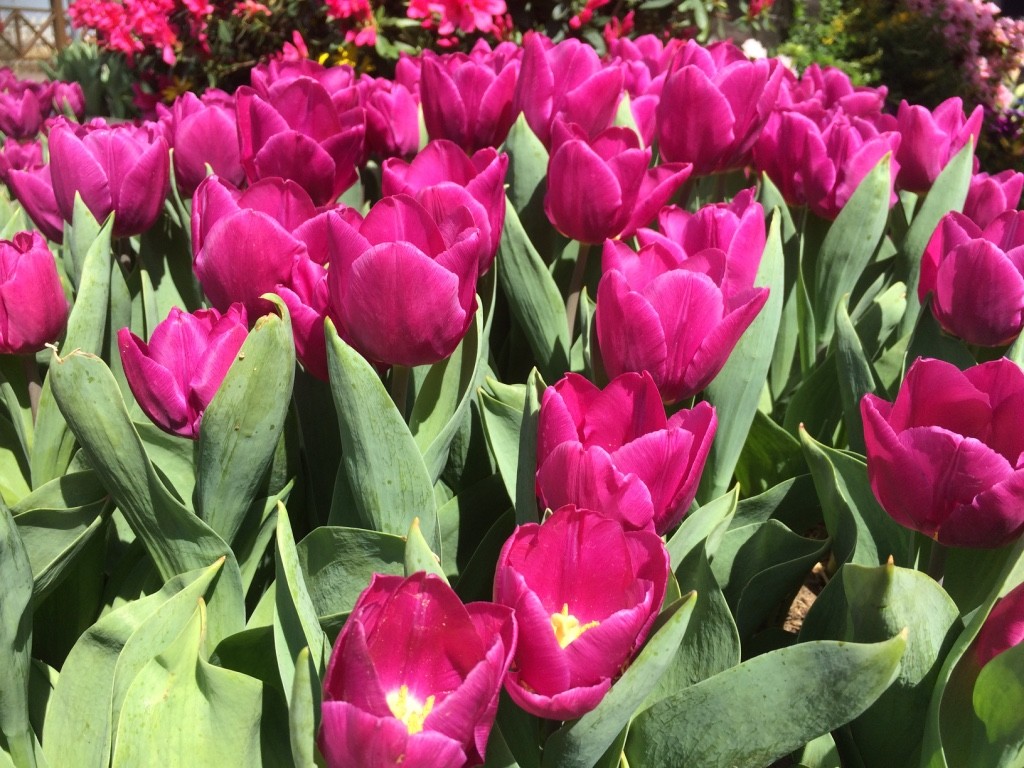 Pretty tulips