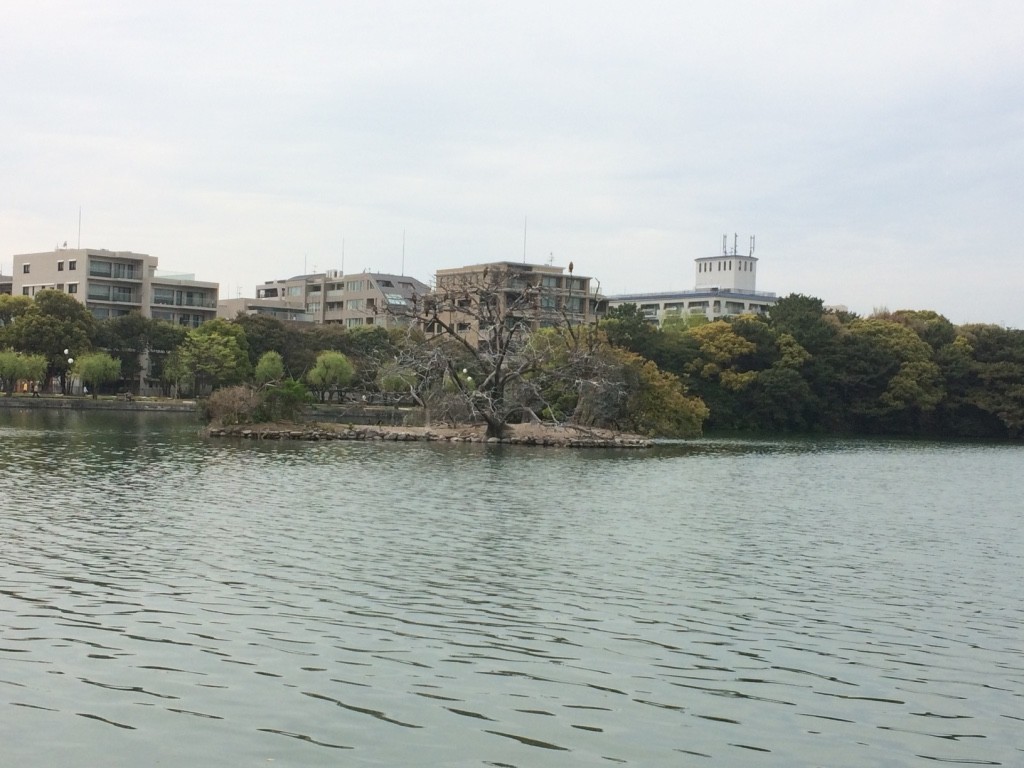 This island in the pond was full of brown feathered hawks. We were sitting on a bench watching them and all of a sudden one of them flew towards a crow that was by us and they were chasing each other in the air for a while. It was like live National Geographic!