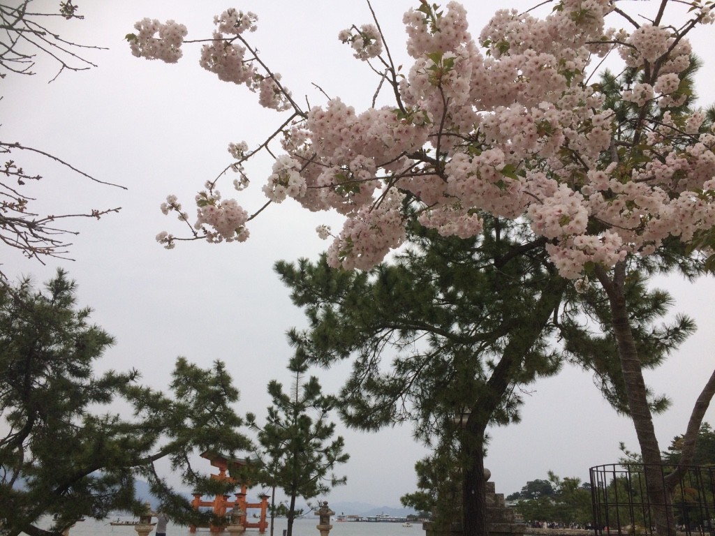 Cherry blossoms around the gate