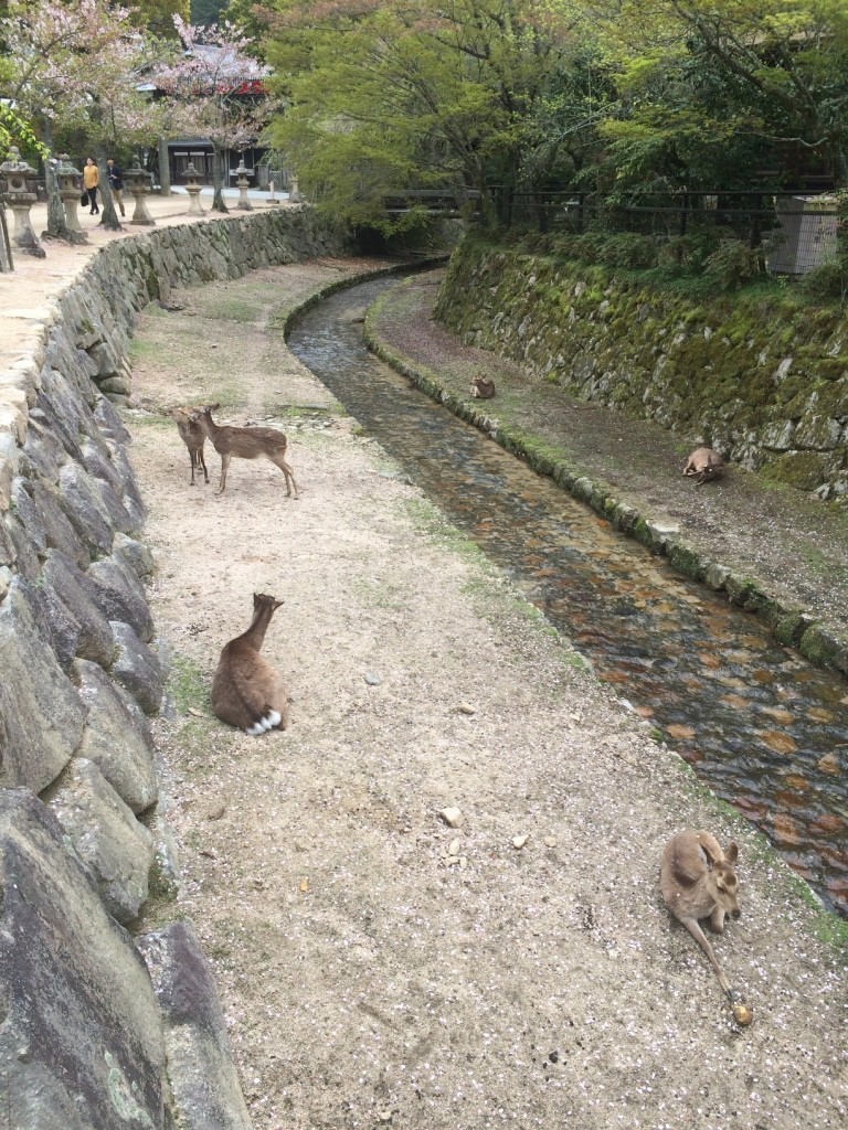 Deer just hanging out