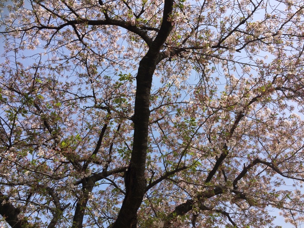 Eating under cherry blossoms