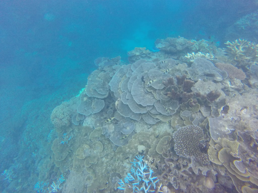 Table top reefs