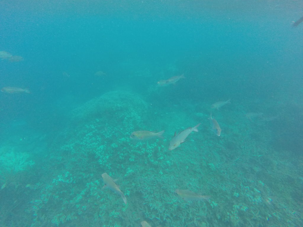 A group of larger fish