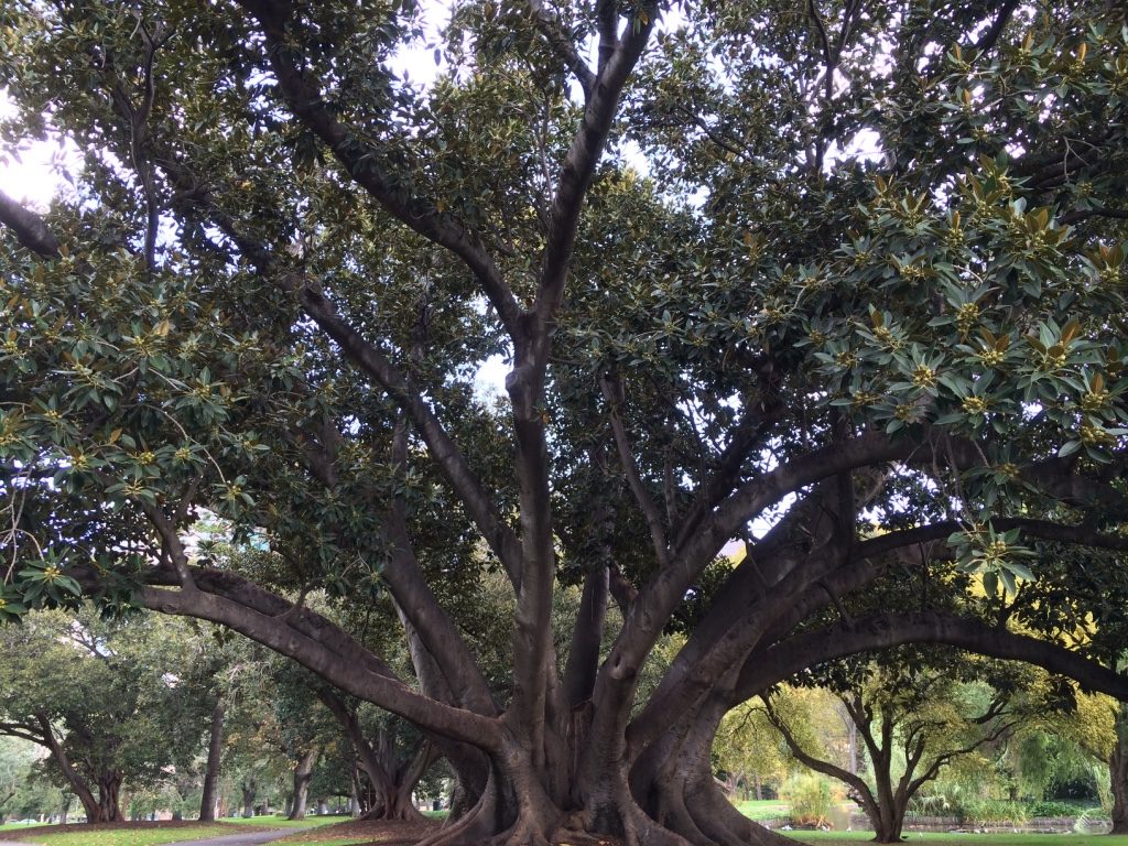 Big trees surrounding the Royal Exhibition Centre