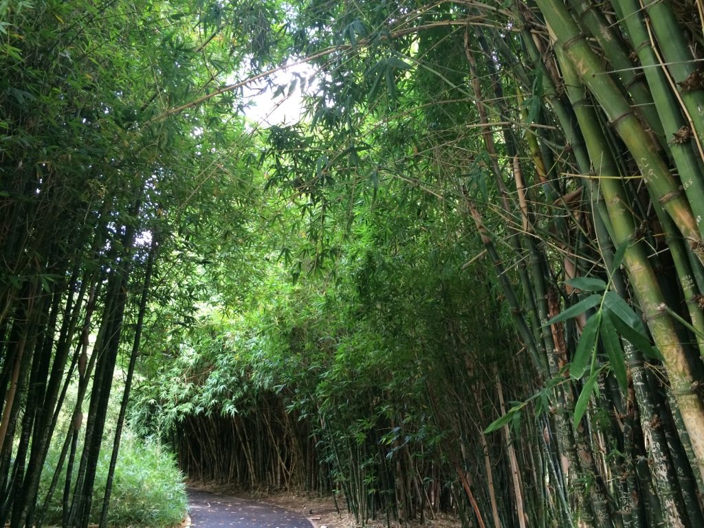 Bamboo forest at Adelaide's Botanic Gardens