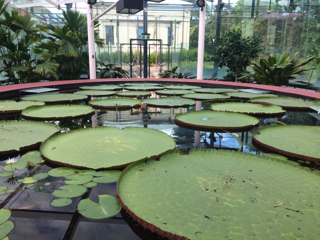 Huge lily pads from the Nile