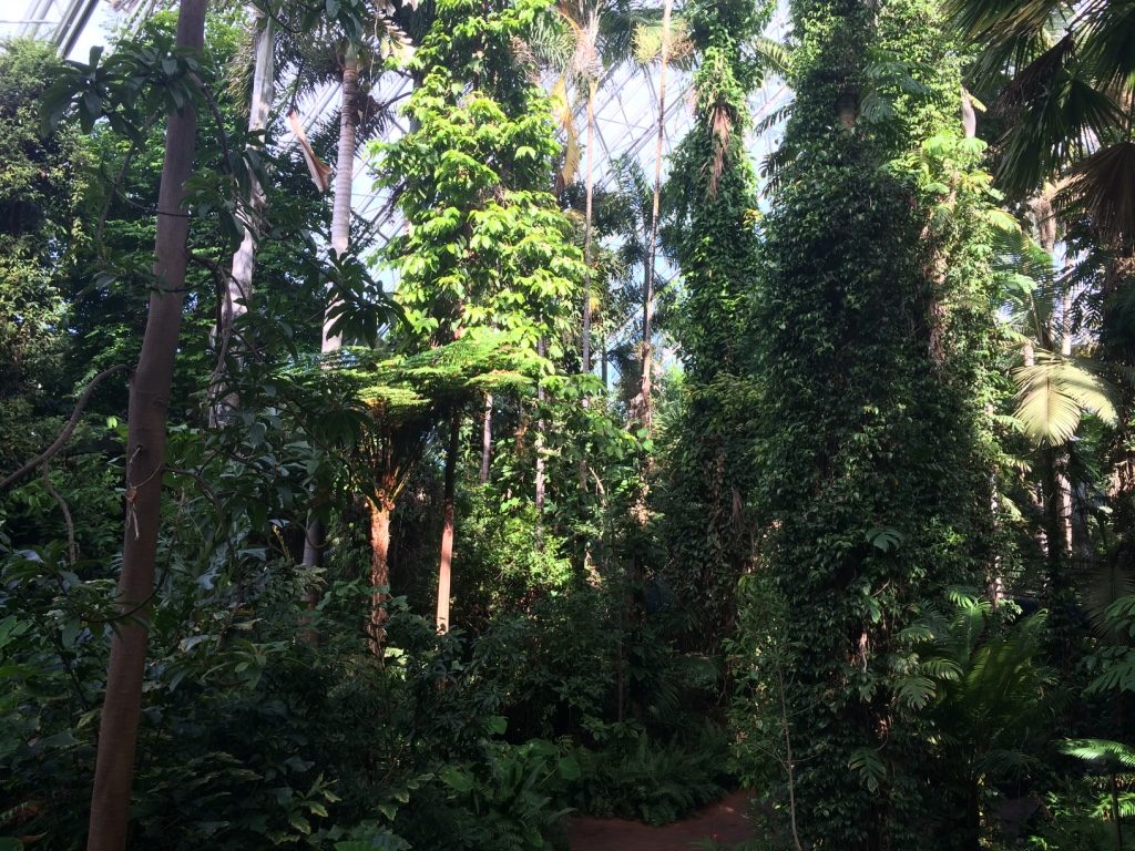 Inside the rainforest house