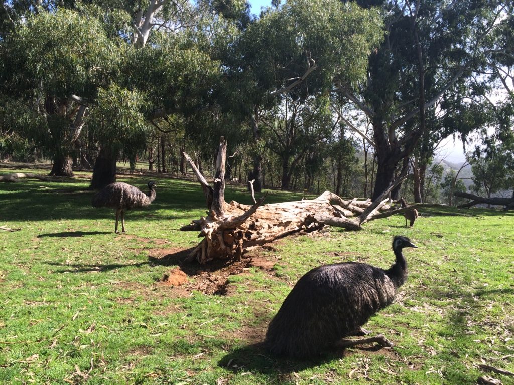 Emus 