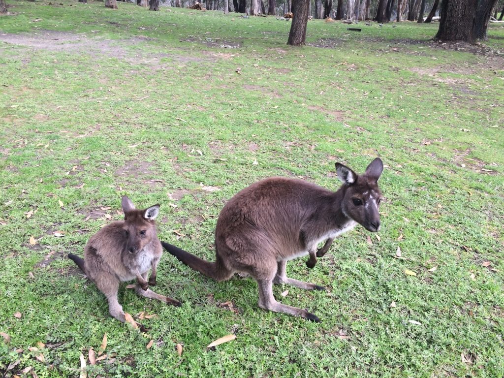 These guys weren't interested in much food. They took a couple of bites then went on their way.