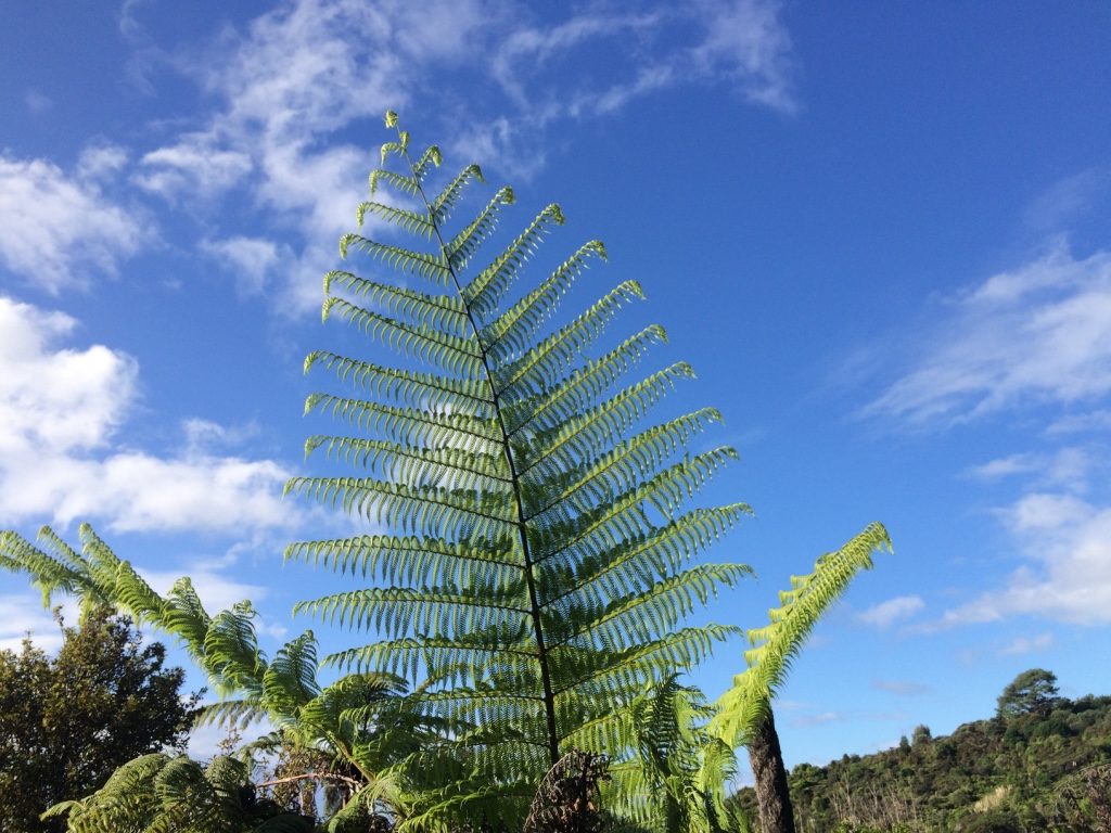 Ferns galore in New Zealand