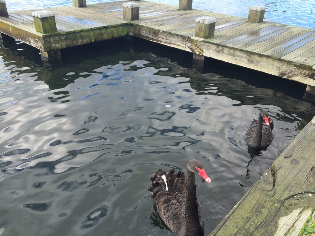 Some friendly black swans