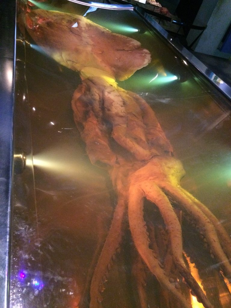 Colossal squid at Te Papa