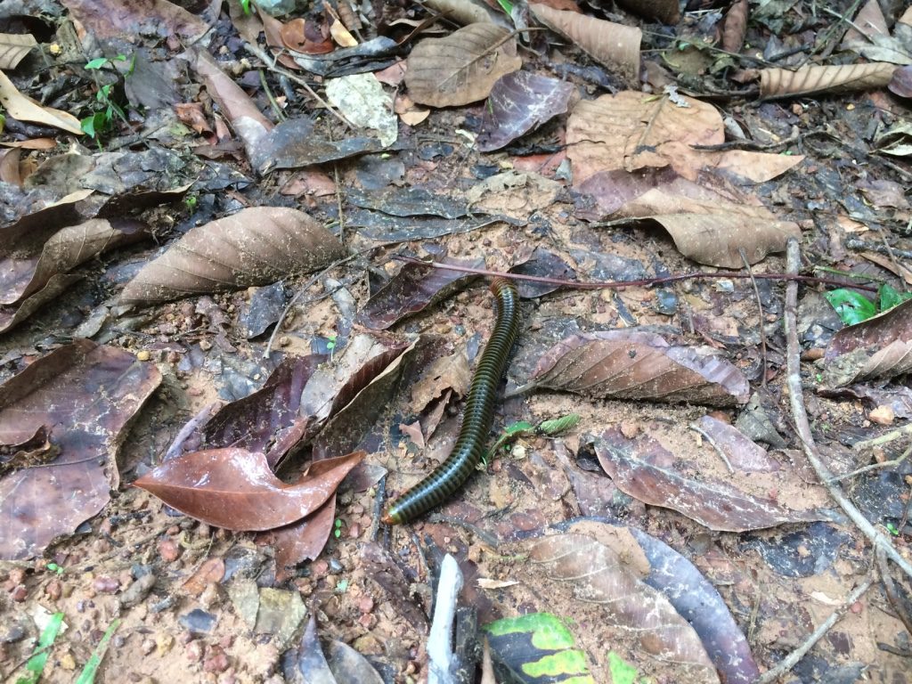 I've never seen a millipede before 