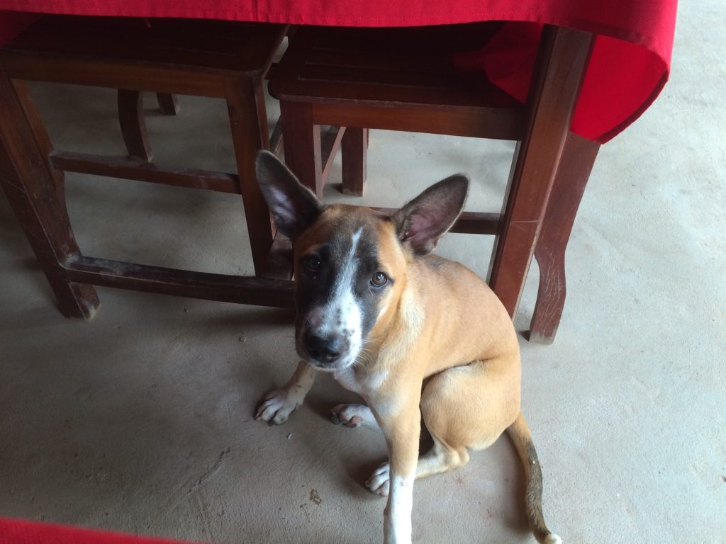 This dog stared at us while we ate. We gave him some of our pork.