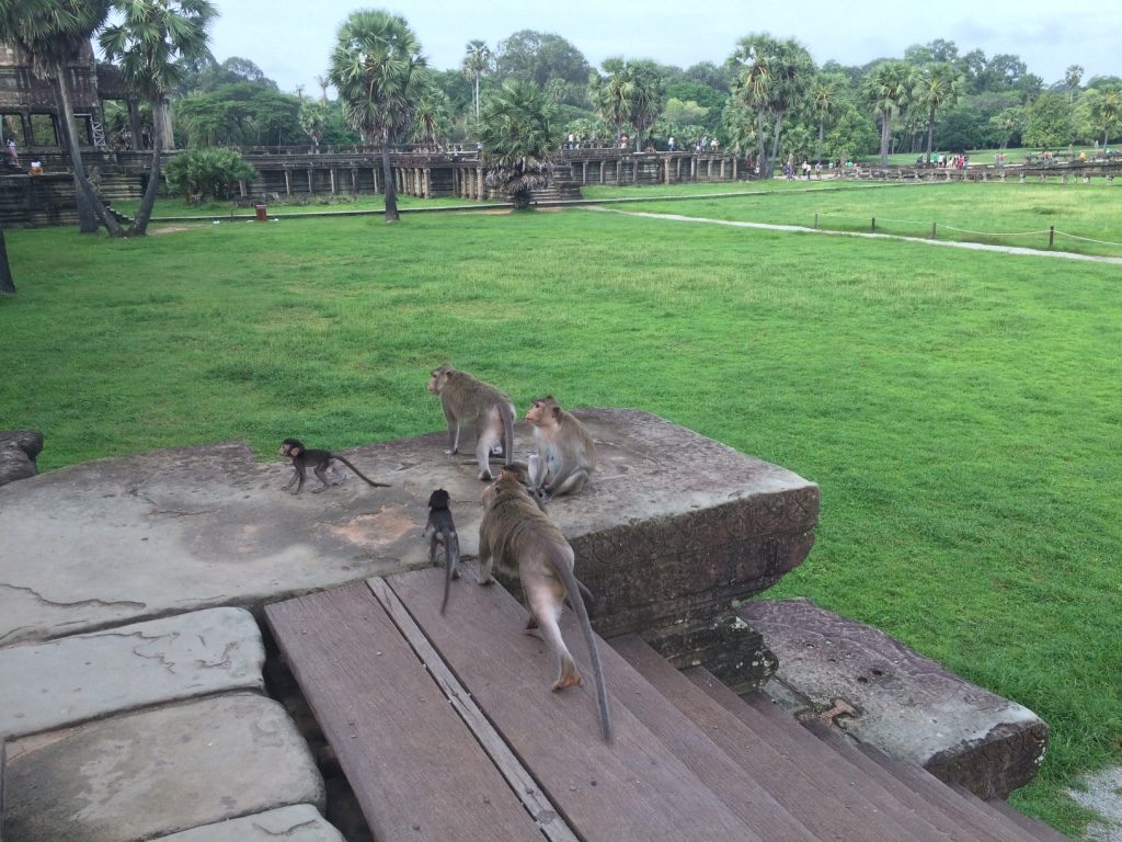 A family of naughty monkeys